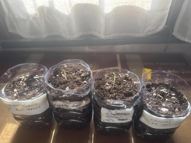 A. Brazorf. Week 0 - 48h 