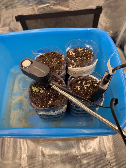 A. Brazorf. Week 0 - Day 3 