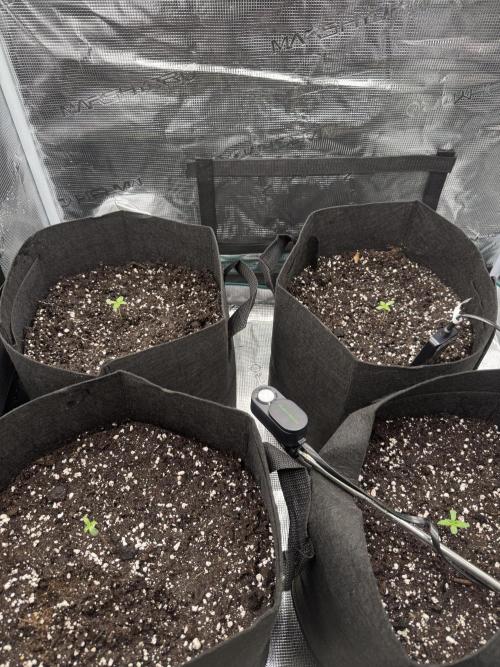 A. Brazorf. Week 0 - Day 5 
