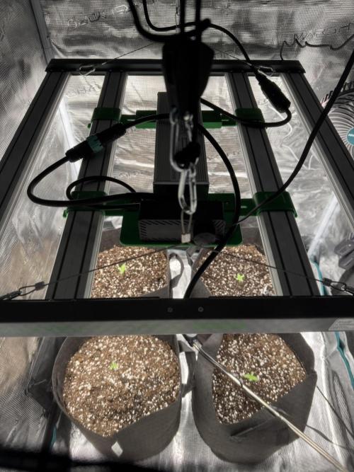 A. Brazorf. Week 0 - Day 6 