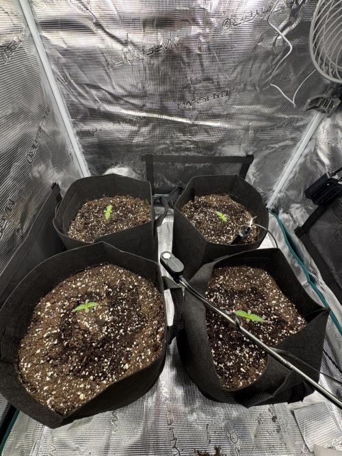 A. Brazorf. Week 1 - Day 9