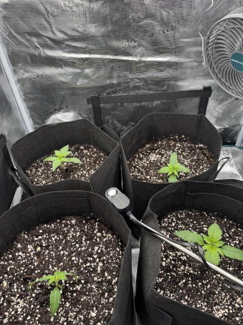 A. Brazorf. Week 1 - 


Day 13