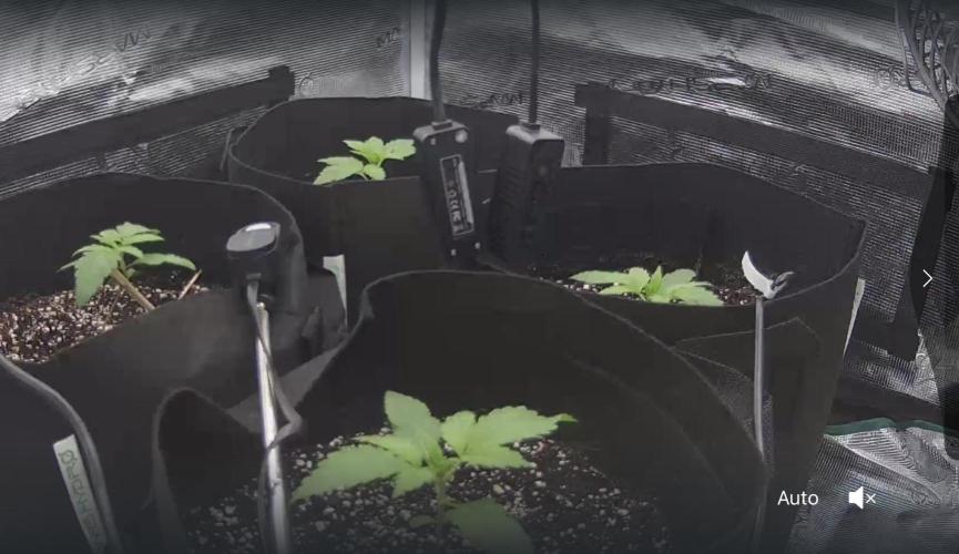 A. Brazorf. Week 1 - Day 14
