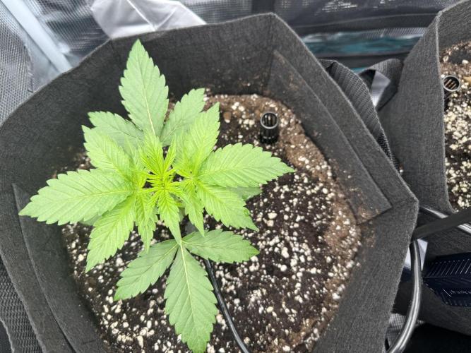 A. Brazorf. Week 2 - Day 17 plant 1 