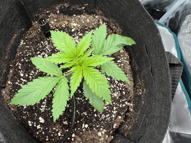 A. Brazorf. Week 2 - Day 17 plant 2 