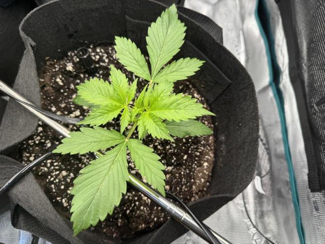 A. Brazorf. Week 2 - Day 17 plant 4 