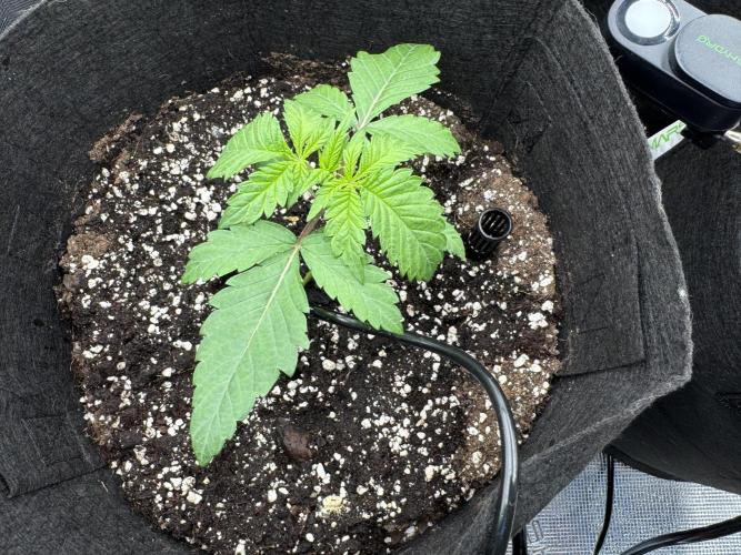 A. Brazorf. Week 2 - Day 17 plant 3 