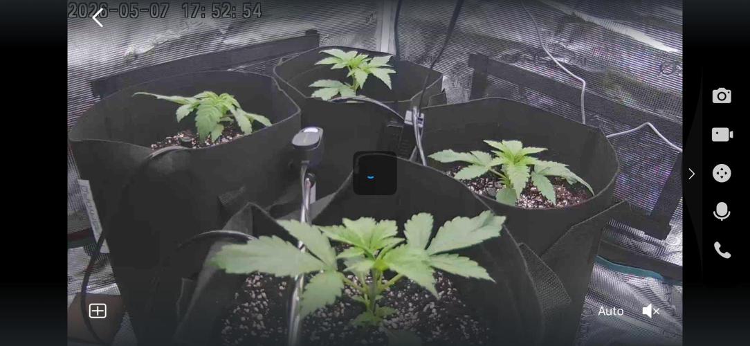 A. Brazorf. Week 2 - Day 17 cam 