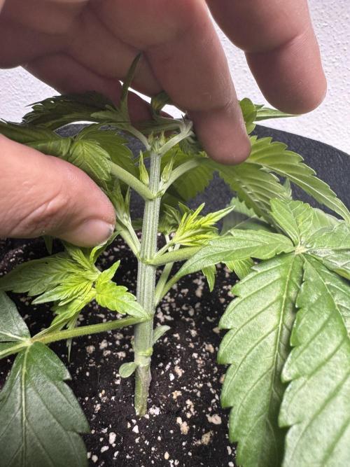 A. Brazorf. Week 2 - Day 20  after top Papaya Plant 1. 