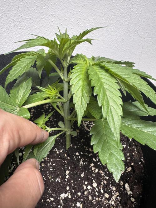 A. Brazorf. Week 2 - Day 20 before top Papaya Plant 1