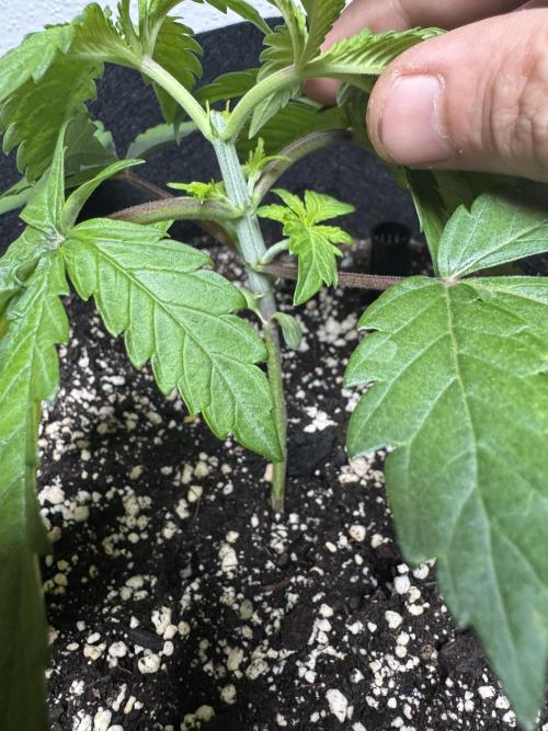 A. Brazorf. Week 2 - Day 20 Crystal after candy Plant 2 after top. Day 20 