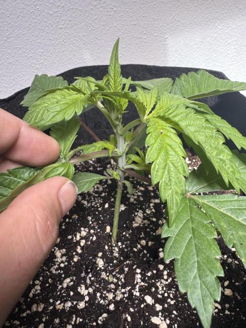 A. Brazorf. Week 2 - Day 20 Crystal before top candy Plant 2 before top. Day 20 