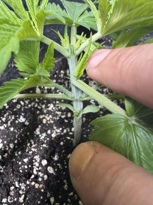 A. Brazorf. Week 2 - Day 20 Papaya after Plant 3 after top. Day 20 