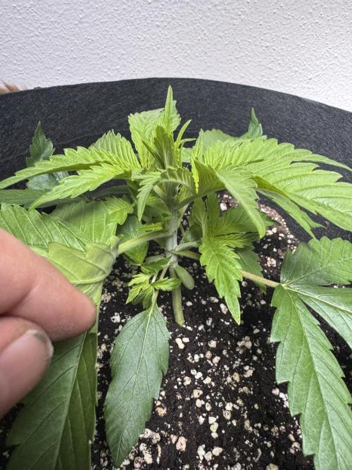 A. Brazorf. Week 2 - Day 20 Papaya before  Plant 3 before top. Day 20 