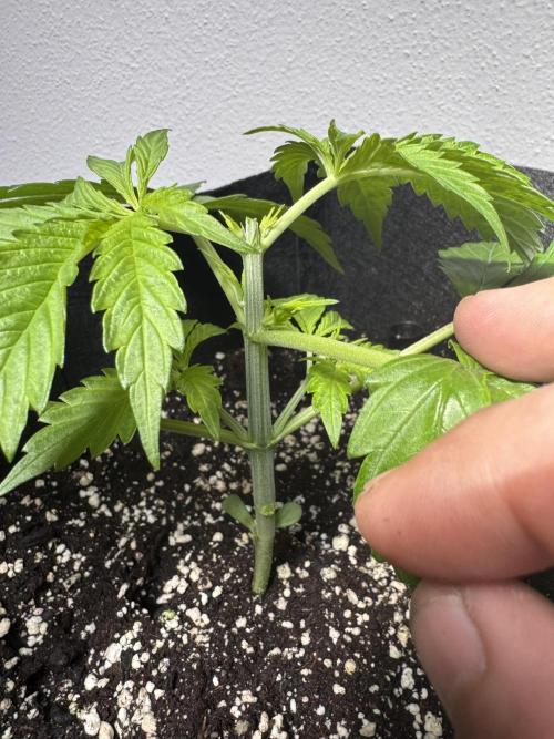 A. Brazorf. Week 2 - Day 20 Cheese after  Plant 4 after top. Day 20 