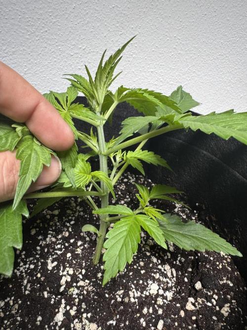 A. Brazorf. Week 2 - Day 20 Cheese before Plant 4 before top. Day 20 