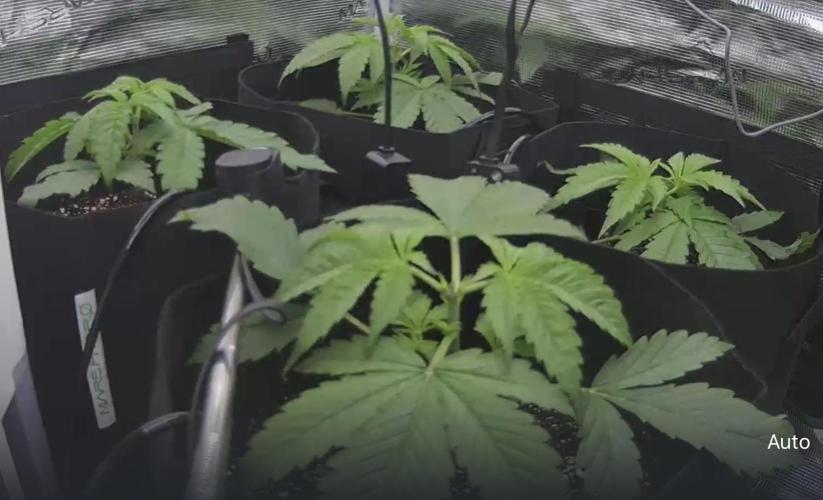 A. Brazorf. Week 2 - Cam day 20 after top, light on