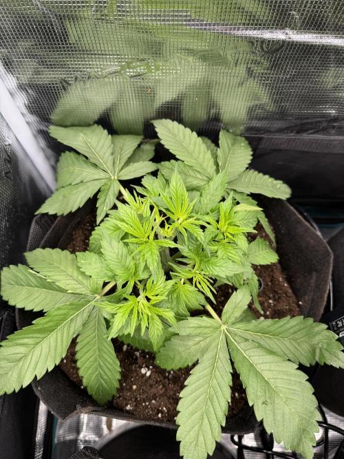 A. Brazorf. Week 3 - Day 23 Papaya 1
