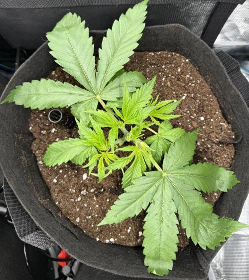 A. Brazorf. Week 3 - Day 23 Papaya 2