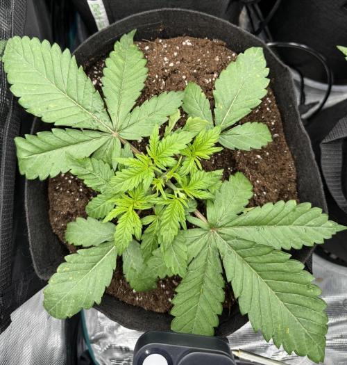A. Brazorf. Week 3 - Day 23 Sweet cheese 