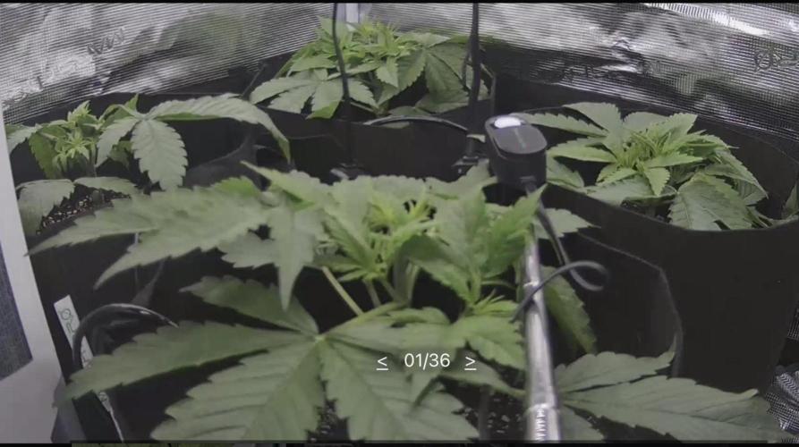 A. Brazorf. Week 2 - Day 21 cam 
