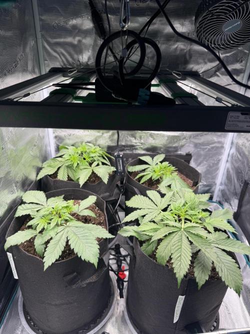 A. Brazorf. Week 3 - Day 23 after care 