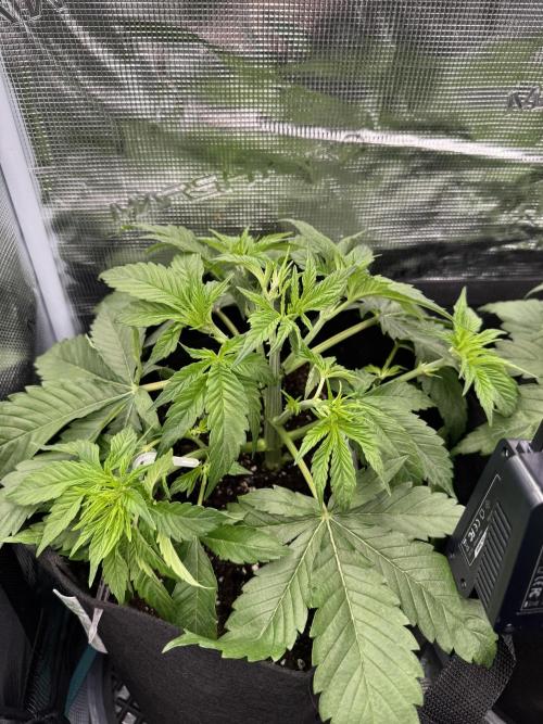 A. Brazorf. Week 3 - Day 25 Papaya 1 