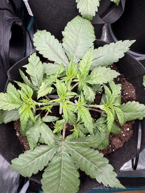 A. Brazorf. Week 3 - Day 25 Cheese