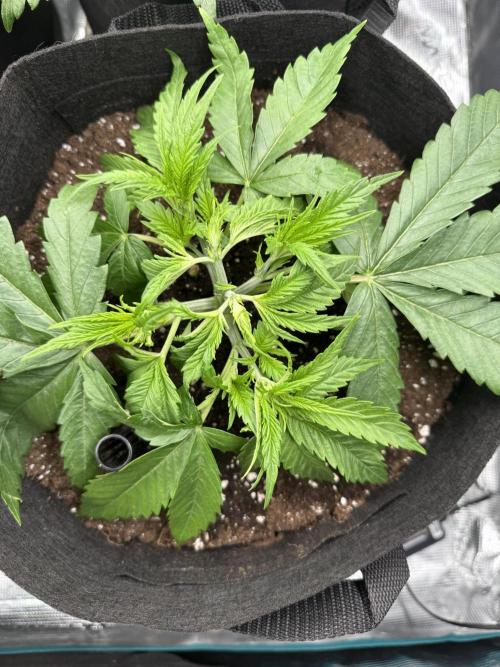 A. Brazorf. Week 3 - Day 25 Papaya 2