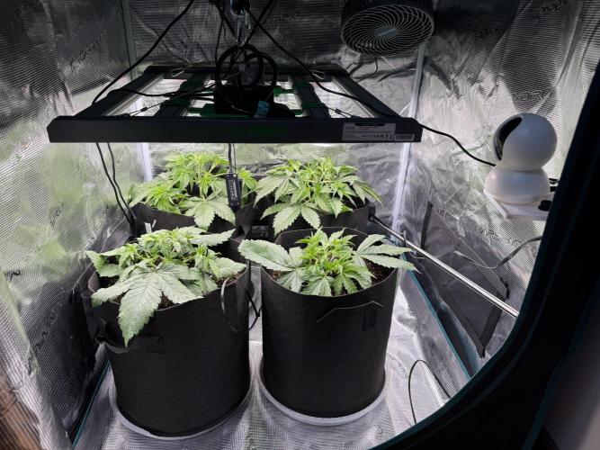 A. Brazorf. Week 3 - Day 25 after care 