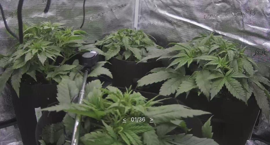A. Brazorf. Week 3 - Day 26 cam 