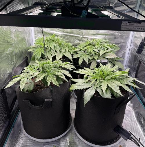 A. Brazorf. Week 4 - Day 28 