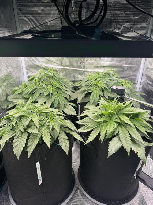 A. Brazorf. Week 4 - Day 29