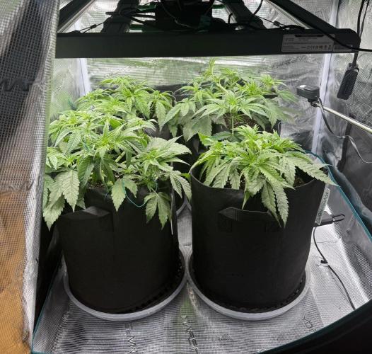 A. Brazorf. Week 4 - LST Day 29 