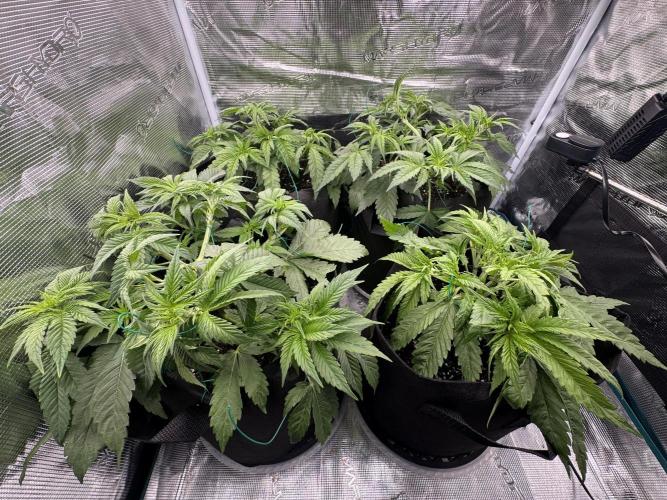 A. Brazorf. Week 4 - LST day 29 