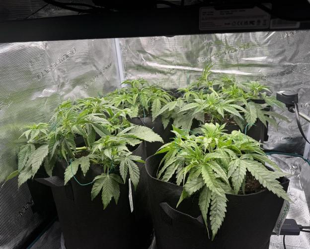 A. Brazorf. Week 4 - Day 29 after care 