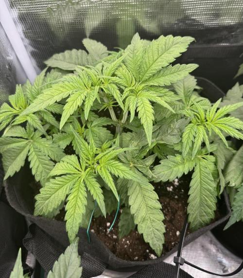 A. Brazorf. Week 4 - Day 29 Sweet cheese 