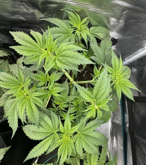 A. Brazorf. Week 4 - Day 29 Crystal candy 