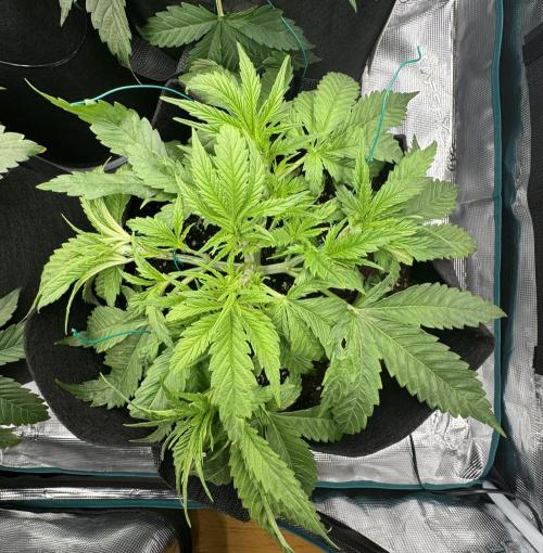 A. Brazorf. Week 4 - Day 29 papaya 2 