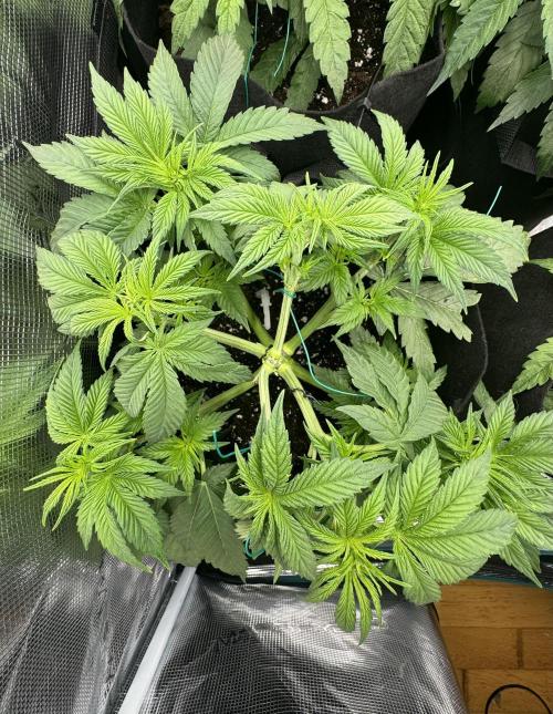 A. Brazorf. Week 4 - Day 29 papaya 1 