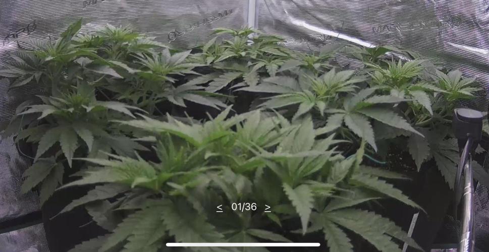 A. Brazorf. Week 4 - Day 30 cam 