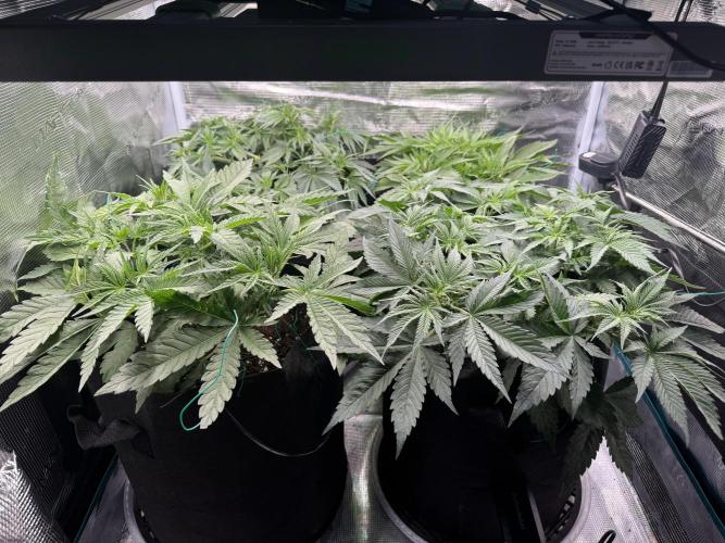 A. Brazorf. Week 4 - Day 33 