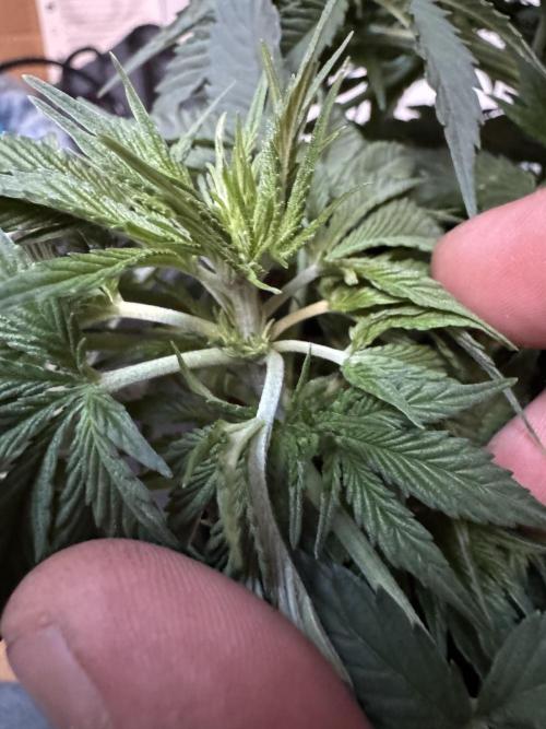 A. Brazorf. Week 4 - Spider leaf 😅