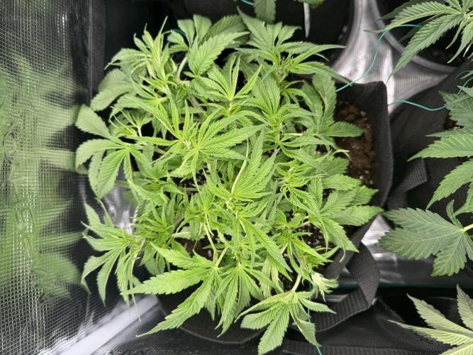 A. Brazorf. Week 4 - Day 35 LST + Defoliation before 12/12