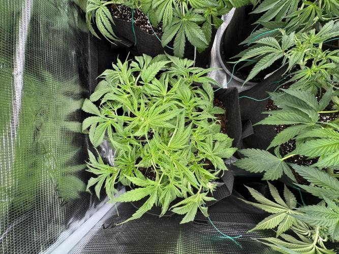 A. Brazorf. Week 4 - Day 35 LST + Defoliation before 12/12