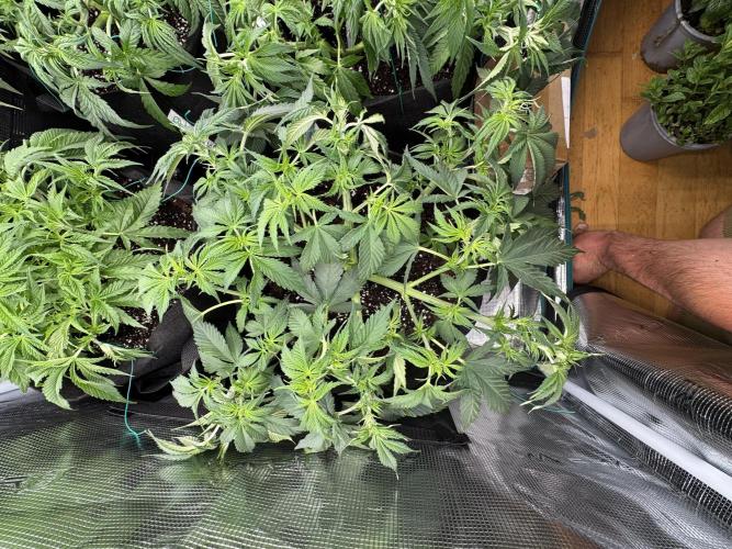 A. Brazorf. Week 4 - Day 35 LST + Defoliation before 12/12