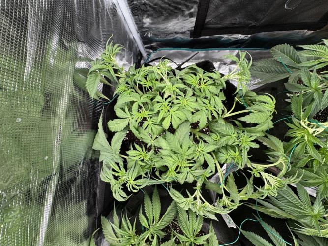 A. Brazorf. Week 4 - Day 35 LST + Defoliation before 12/12