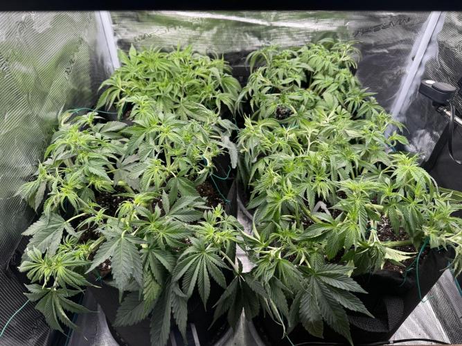 A. Brazorf. Week 4 - Day 35 LST + Defoliation before 12/12