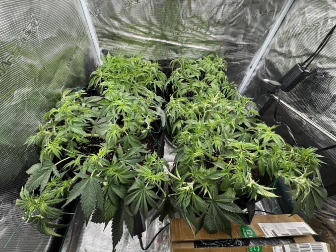 A. Brazorf. Week 5 - 35 LST Defol ante 12/12