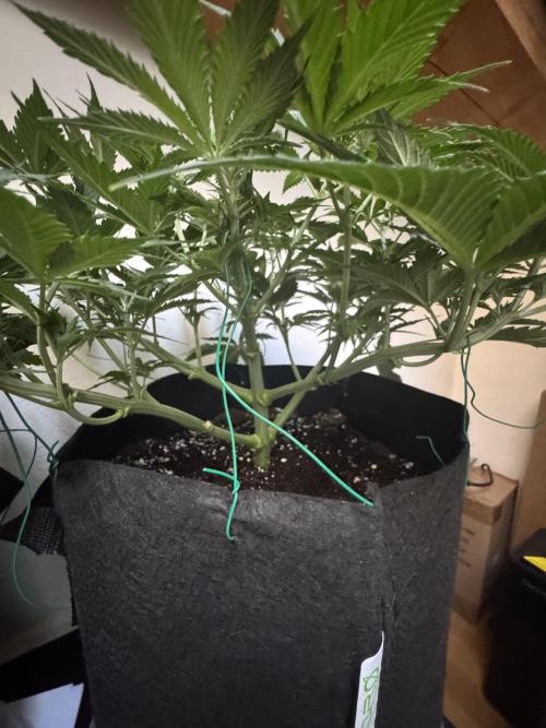 A. Brazorf. Week 5 -  38 Papaya 2 